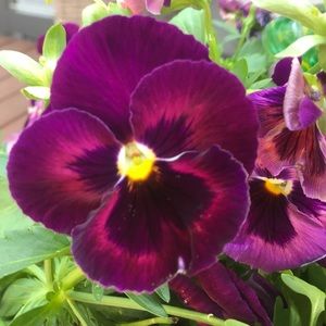 Meet your Posher, Susan